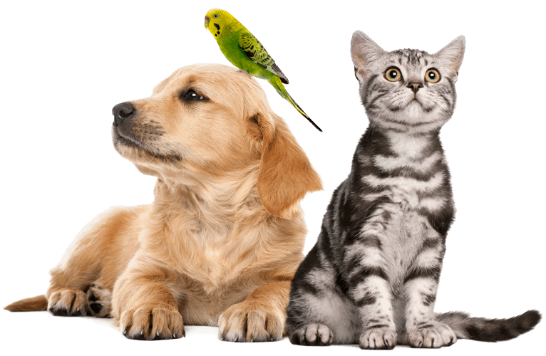 Pets and Animals